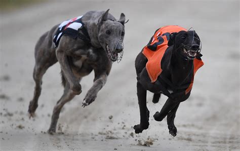 racing post greyhounds news|Greyhound News .